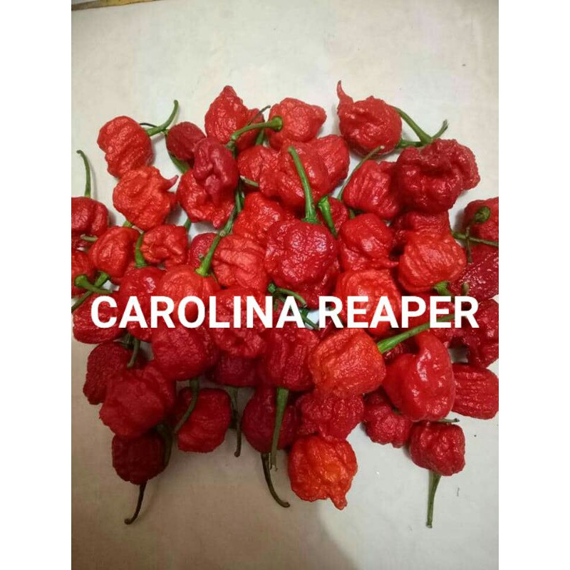 Benih Cabai Terpedas Carolina Reaper