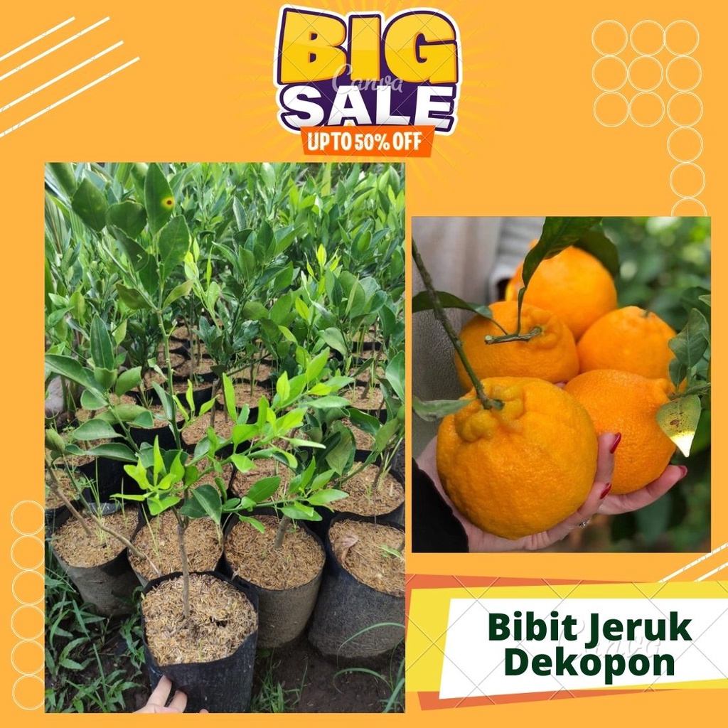 BIBIT JERUK DEKOPON JUMBO  SUPER TERLARIS