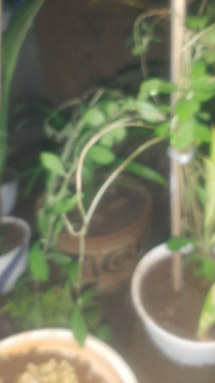 Tanaman Hias Pagar Lee Kwan Yew Per Polibag