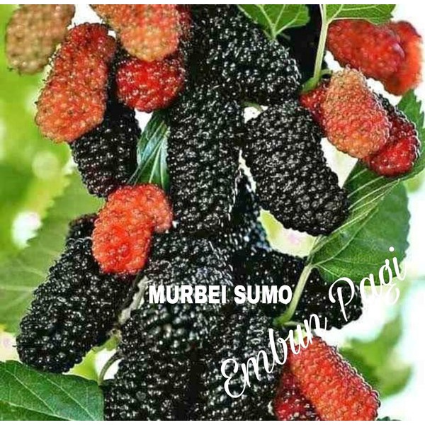 TERBAIK Terlaris Bibit buah Murbei sumo VIRALL