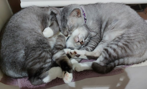 Masker Bordir Dua Lapis Ada Tempat Tisu (22x13cm)