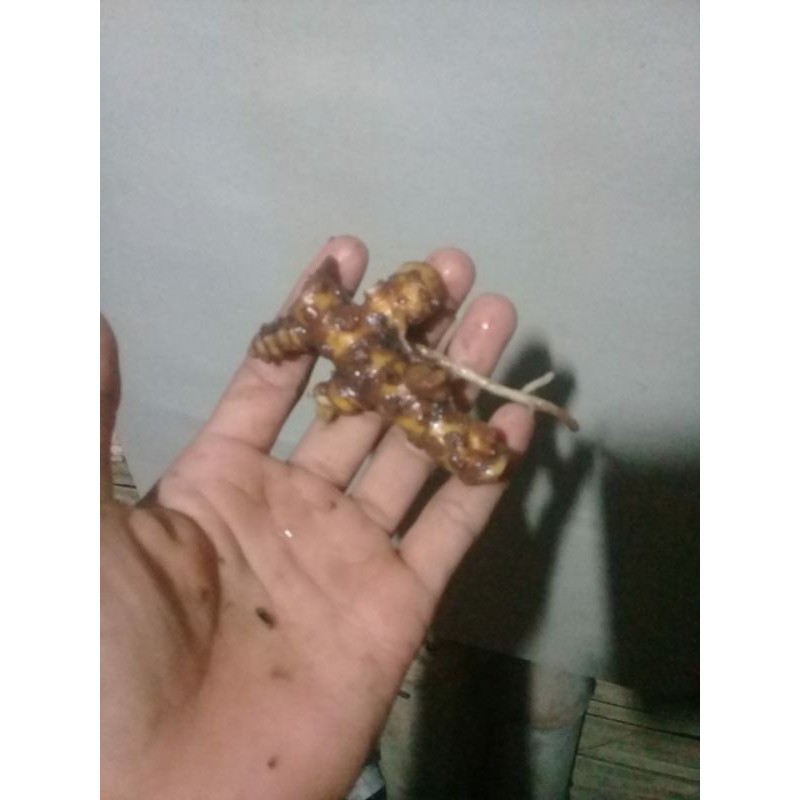 bonggolan aglonema dona carmen