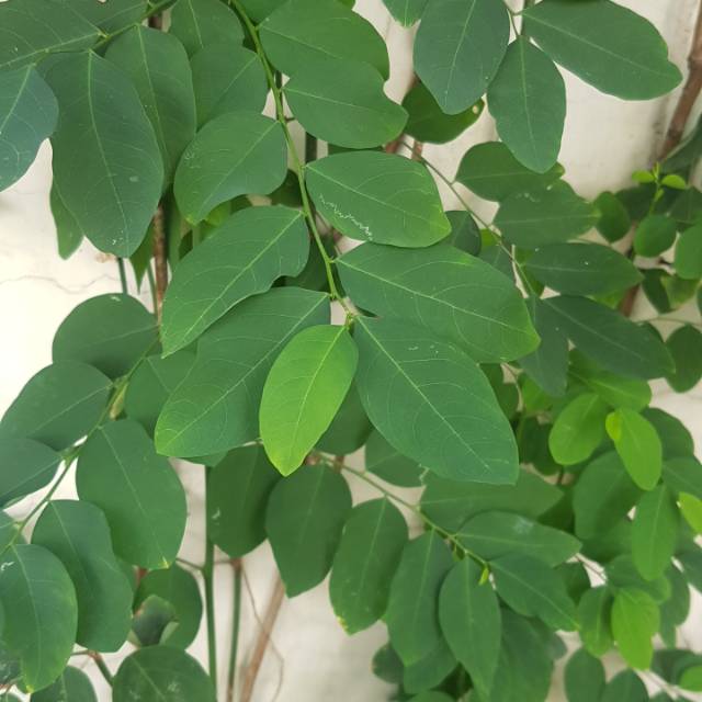

DAUN KATUK SEGAR MURNI ASLI 100% Langsung Dari Kebun