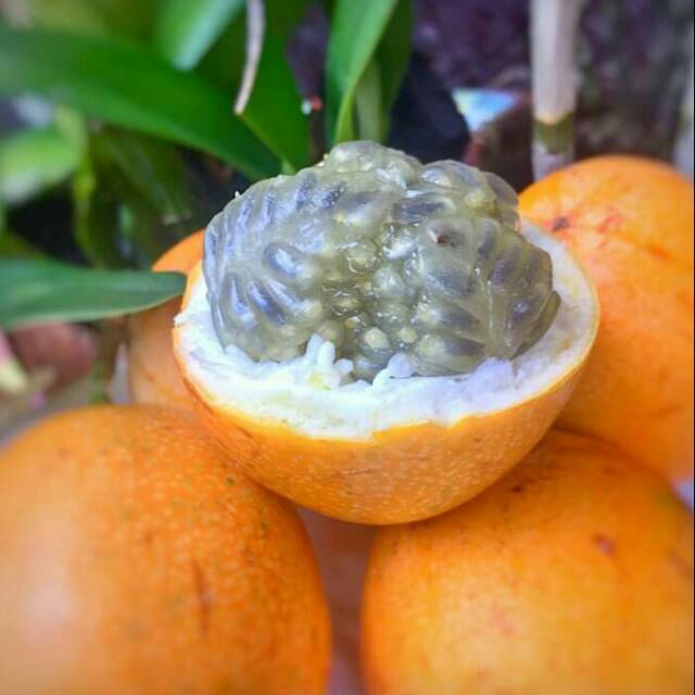 

Buah markisa manis dan fresh