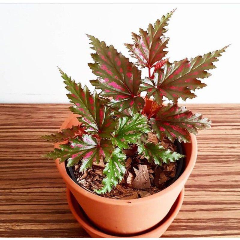 Tanaman Hias Begonia Blackcerry/Tanaman Hias Begonia Jago