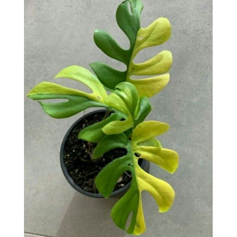 bibit Bonggol MONSTERA MINIMA VARIEGATA / MONSTERA AUREUM