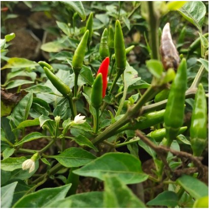 Tanaman cabe rawit dalam polybag