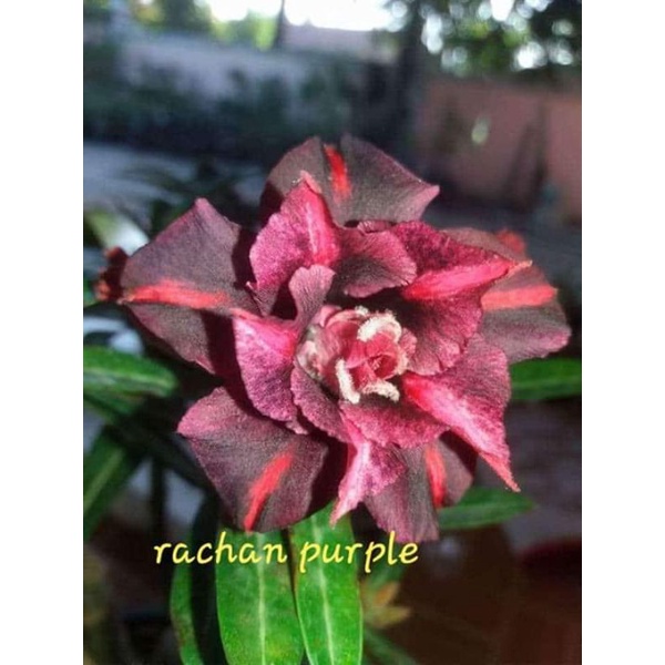 Adenium kamboja bunga tumpuk id rechan purpel