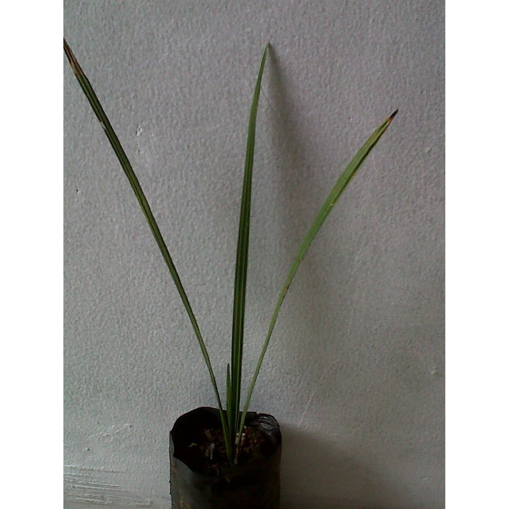 Langsung Order Pohon kurma - Bibit atau benih kurma arab terbaik