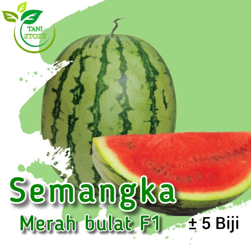 ±5 Biji bibit semangka merah bulat jumbo f1_bibit semangka