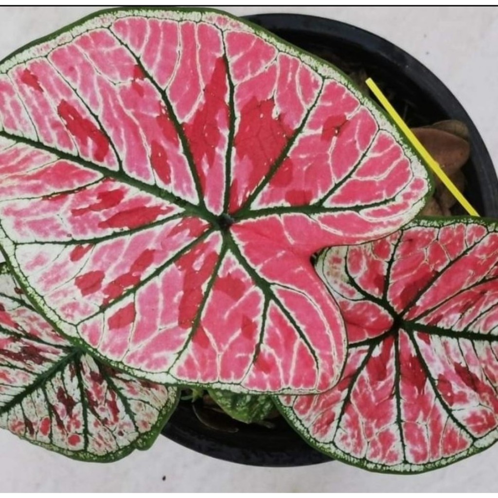 PROMO Umbi Caladium Khung Thong - keladi hias hybrid import thailand Riny Importir Tanaman