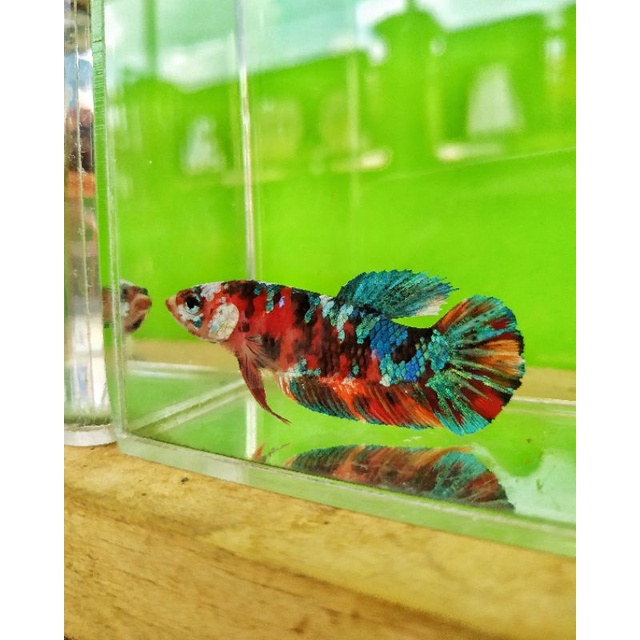 ikan cupang female multicolor realpict