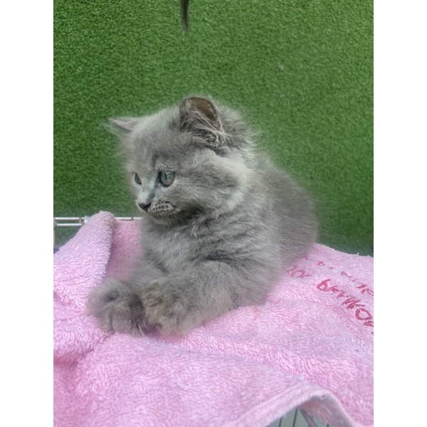 kitten abu gembul