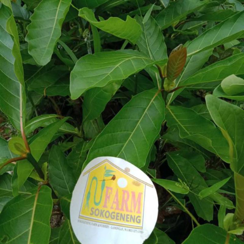 

daun gempol per lembar tanaman herbal keluarga toga
