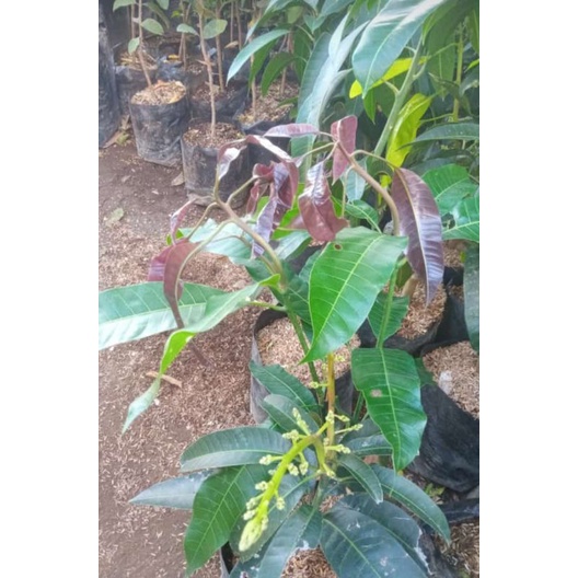 Bibit mangga irwin BERBUNGA(BONUS PUPUK NPK MUTIARA)