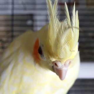 Falk Lutino Mm Sepasang Parkit Australia Shopee Indonesia