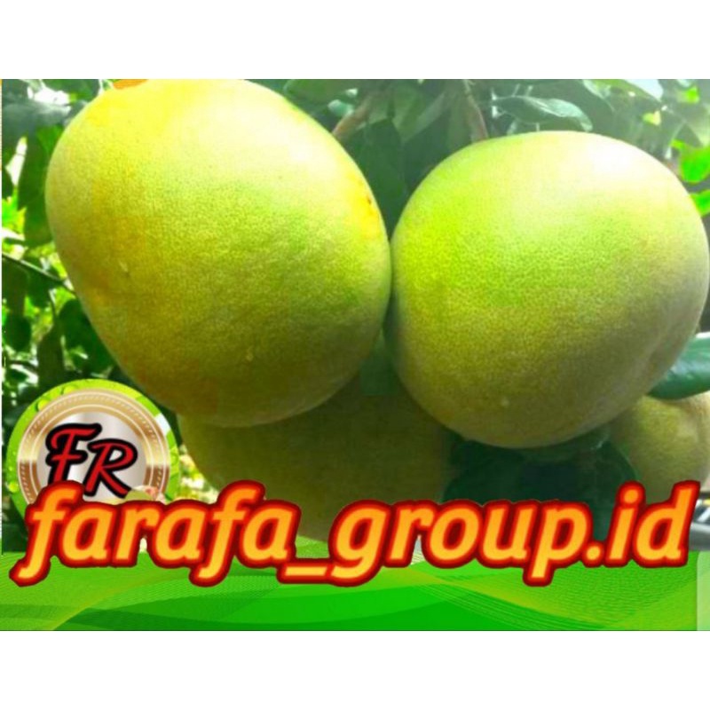 

Jeruk bali merah manis tanpa pahit