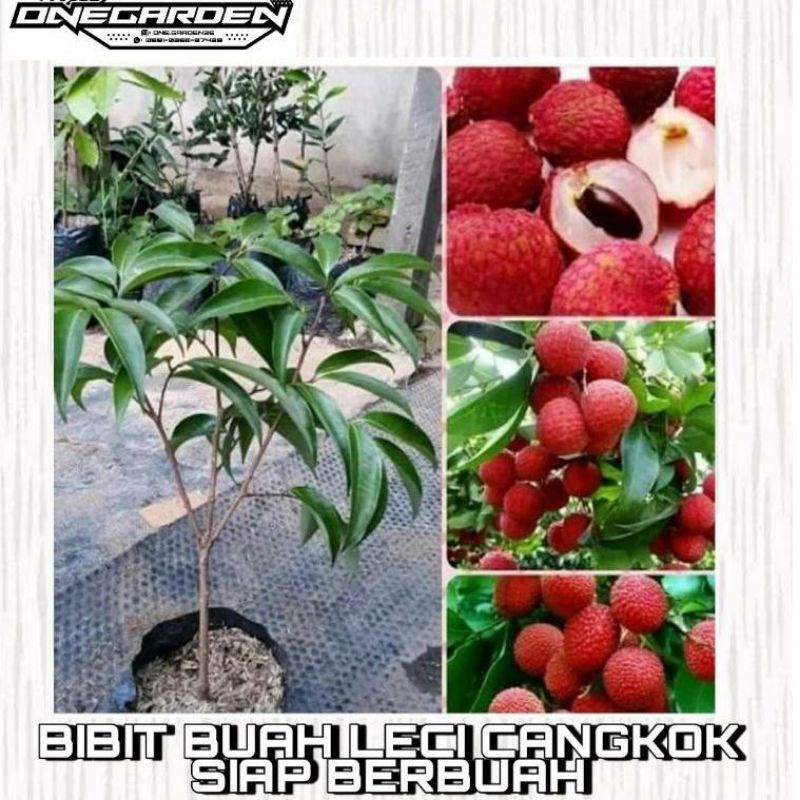 Bibit buah leci merah madu