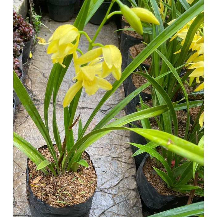 Anggrek Tanah Kuning