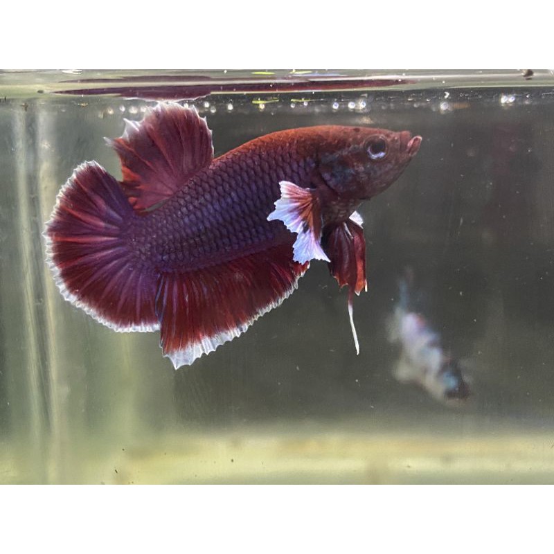 Cupang Betta dumbo Big Ear usia 3,5 bulan