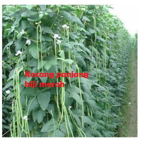 Kacang Panjang biji merah (MERAH)