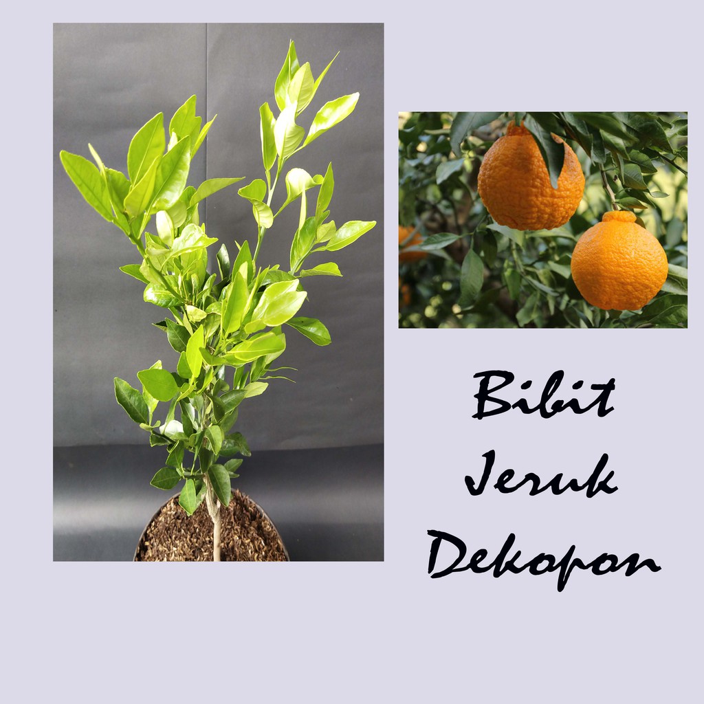 Pohon buah Jeruk Dekopon / bibit jeruk dekopon berkualuitas