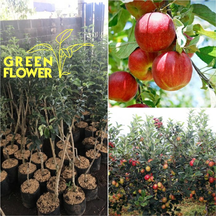 Bibit Apel Anna - Apel Merah - Apel Batu - Apel Malang
