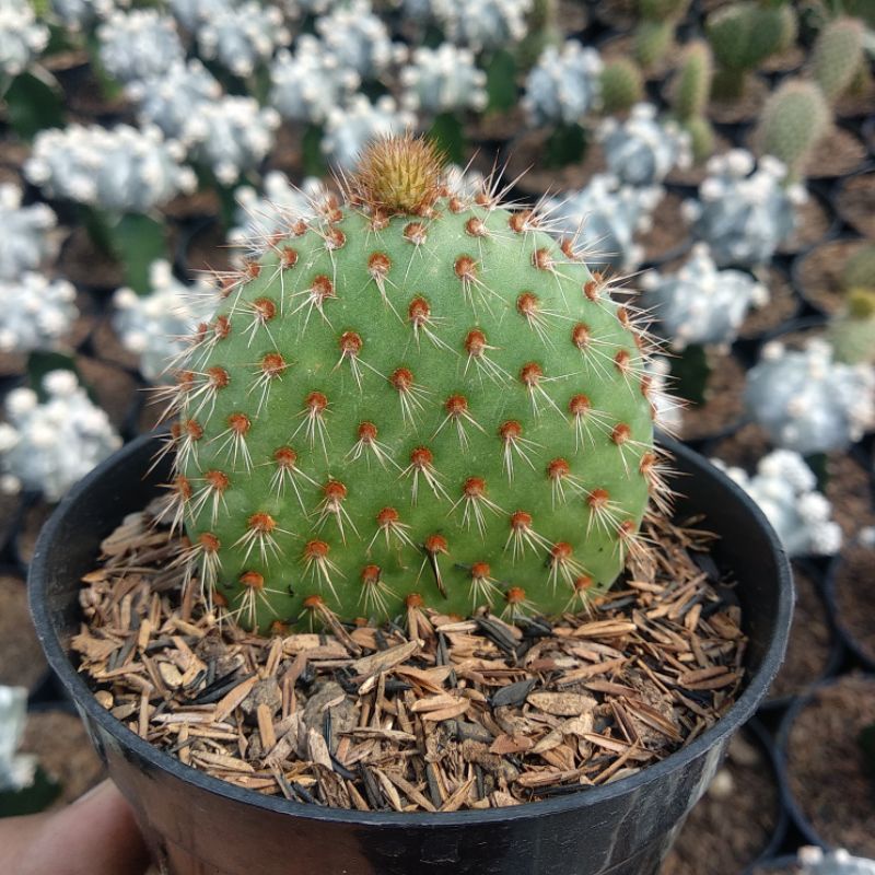 Opuntia Pycnantha | DP 10cm | Kaktus