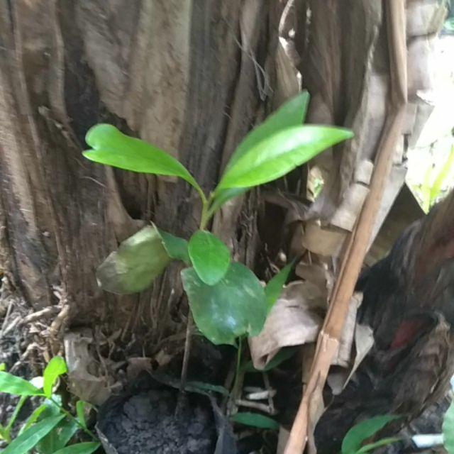 Bibit Tanaman Buah Black Sapotte/ Black Sapote/ Bibit Black Sapote Murah