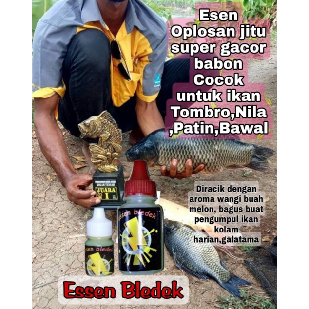 Essen oplosan jitu,pengumpul ikan babon Tombro/mas,Nila,Patin,Bawal