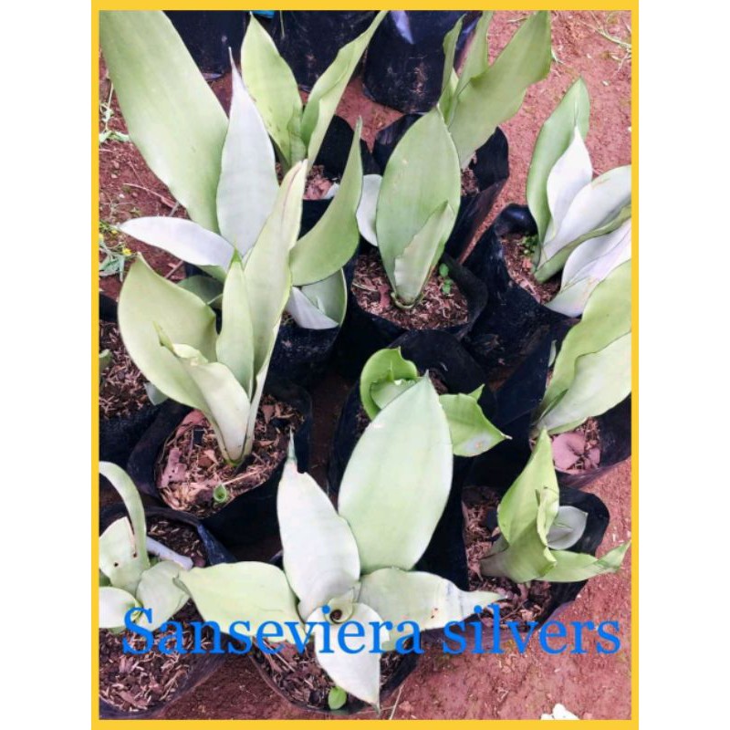 LIDAH MERTUA SILVER/ SANSEVIERA MOONSHINE