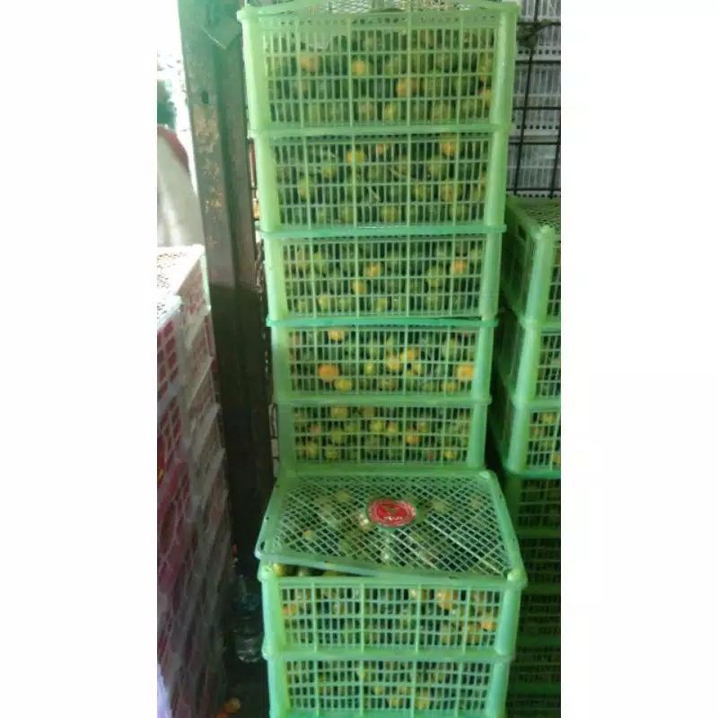 

SHANTANG MADU/Kranjang-+6-7kg