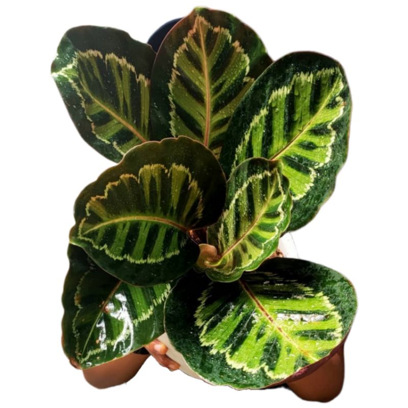 CALATHEA LINDEN HIAS CALATEA LINDEN MURMER TANAMAN LINDEN IMPORT MURAH MERIAH