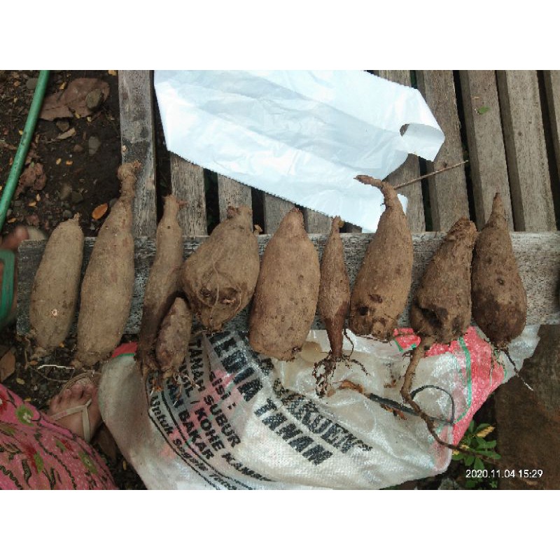 stephania venosa caudex