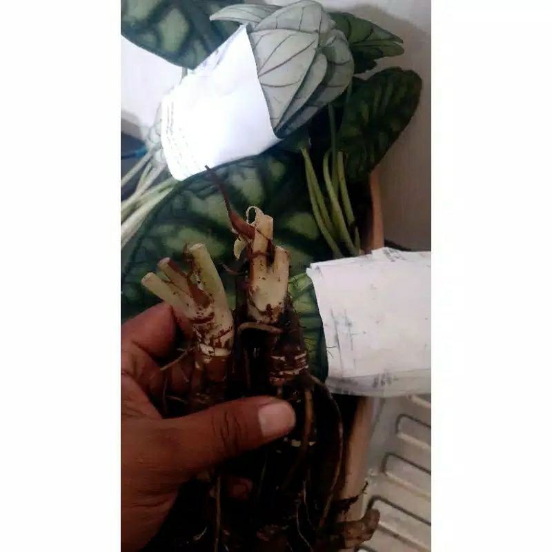 Kembang Bibit Bonggol Tanaman Hias Alocasia Dragon Scale keladi hias