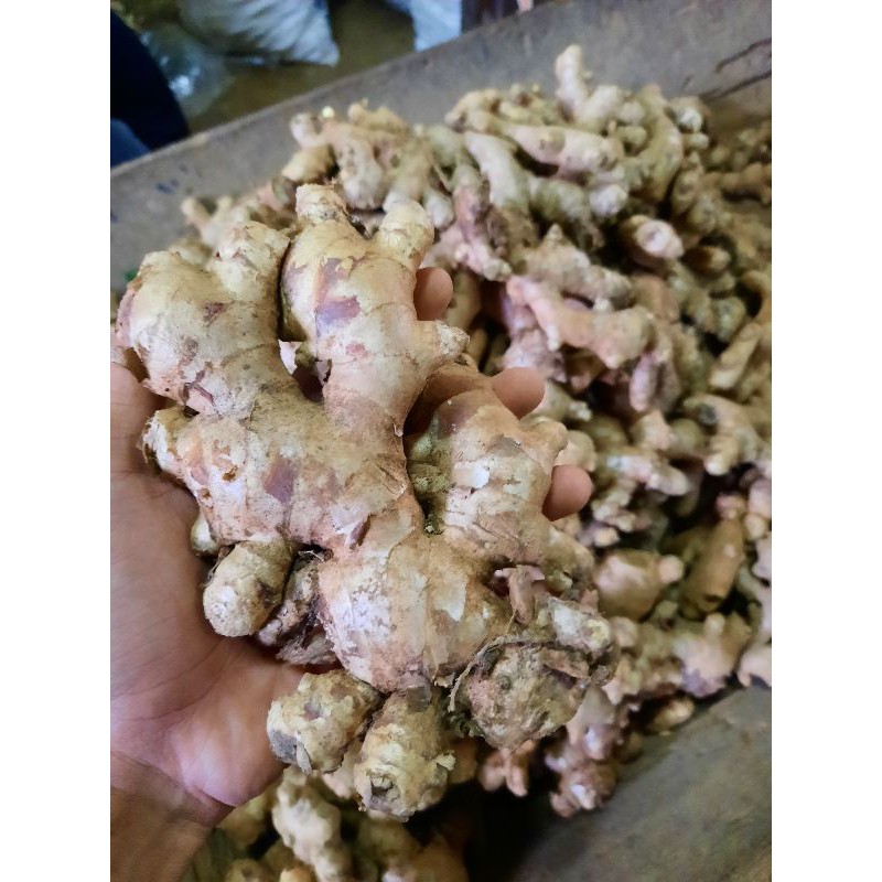 

Jahe Gajah | Jahe Putih | Ginger fresh