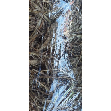 

AKAR ALANG ALANG | KERING | TANPA CAMPURAN | 1KG