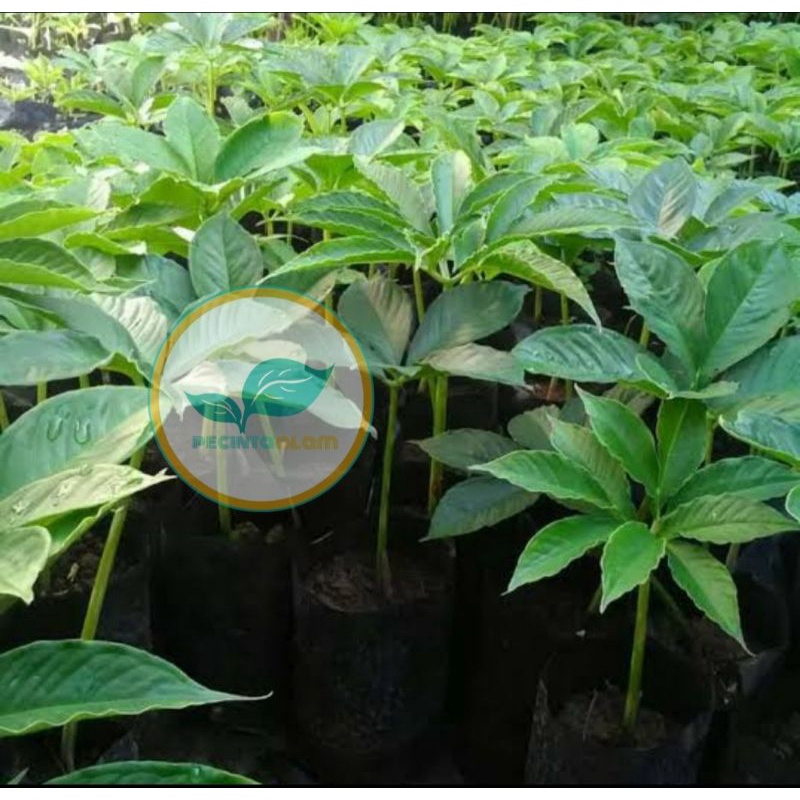 Bibit tanaman porang/Pohon porang