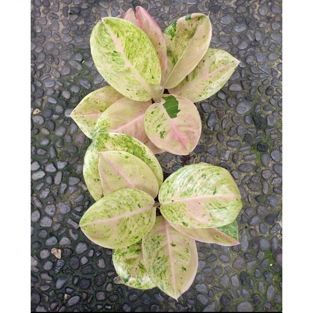 Emerald Mutasi - Tanaman Hias Aglonema / Aglaonema