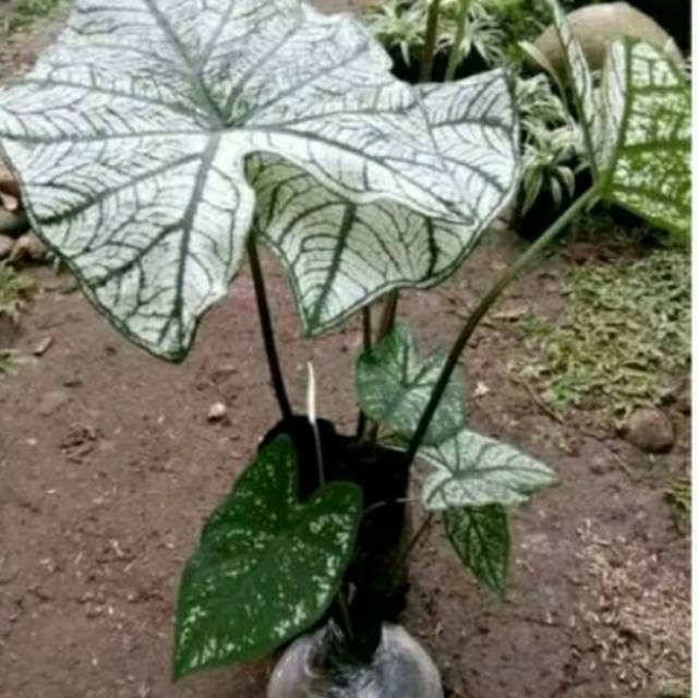 Tanaman Hias Caladium Beauty Thai White Keladi Putih Keladi Putih Tanaman Keladi Putih Shopee Indonesia