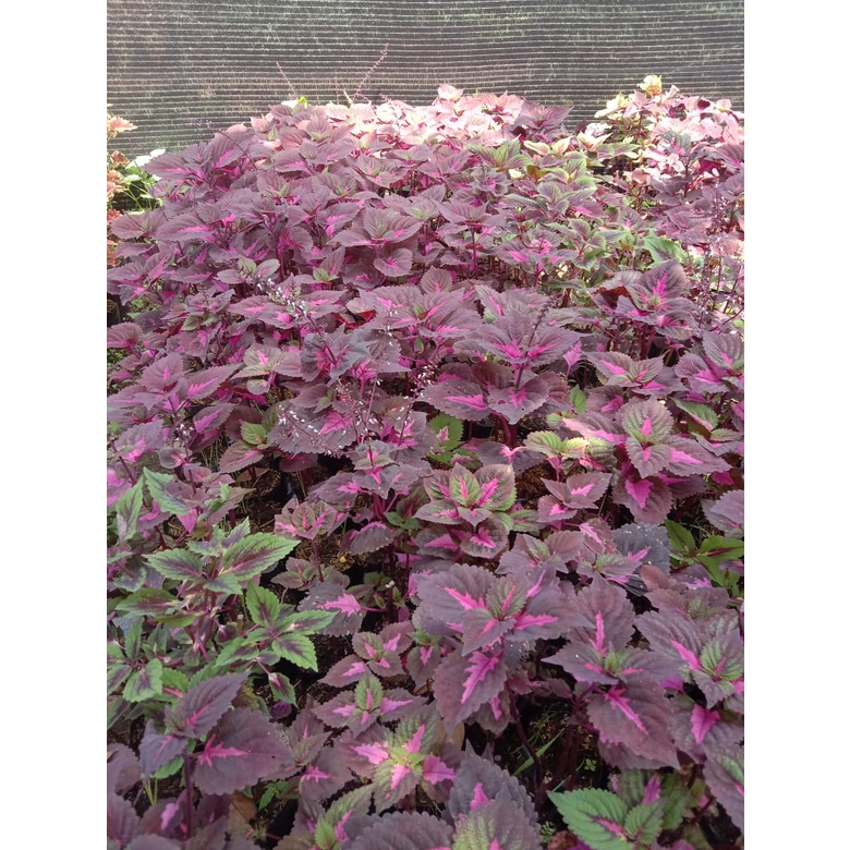 tanaman hias hidup miana coleus berdaun dan berakar murah