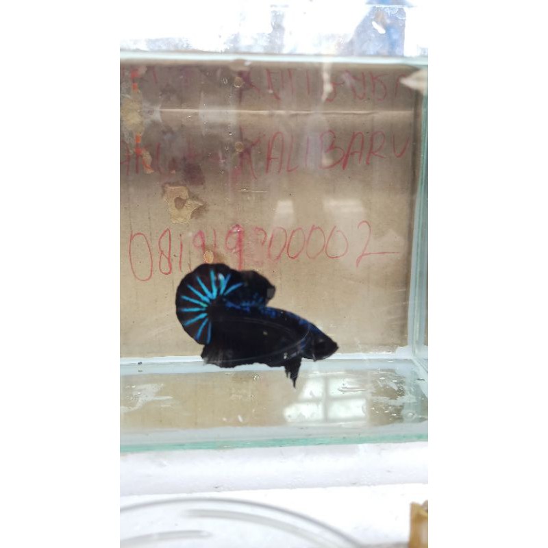 Ikan cupang Black star/BBL line avatar