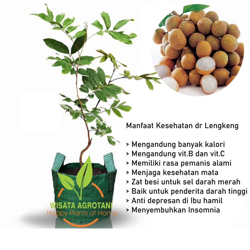 Paket 2 Bibit Kelengkeng Matalada / Pohon Kelengkeng Matalada Okulasi Jaminan Batang Besar Cepat Ber