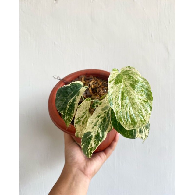 philodendron amydrium variegata