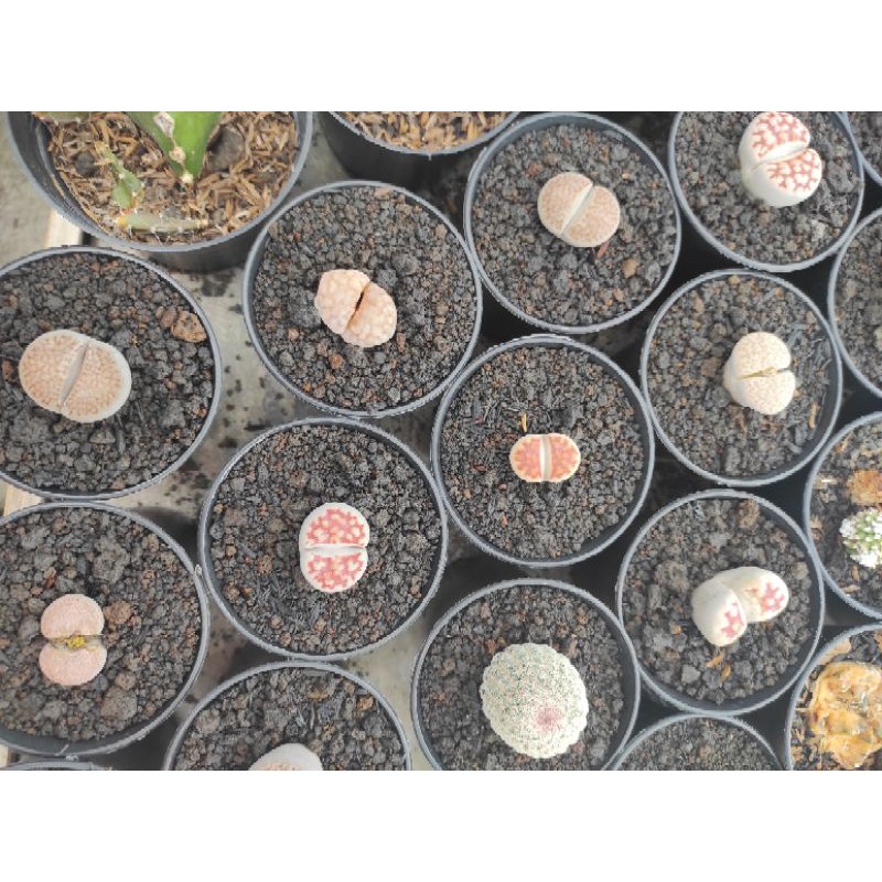 Kaktus Lithops