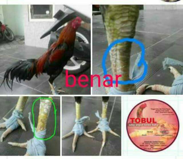 TOBUL obat bubul - obat bubul ayam / mata ikan