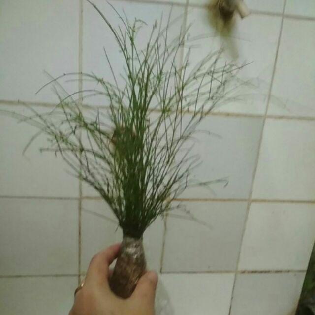 Tanaman Air Mancur / Russelia Equisetiformis