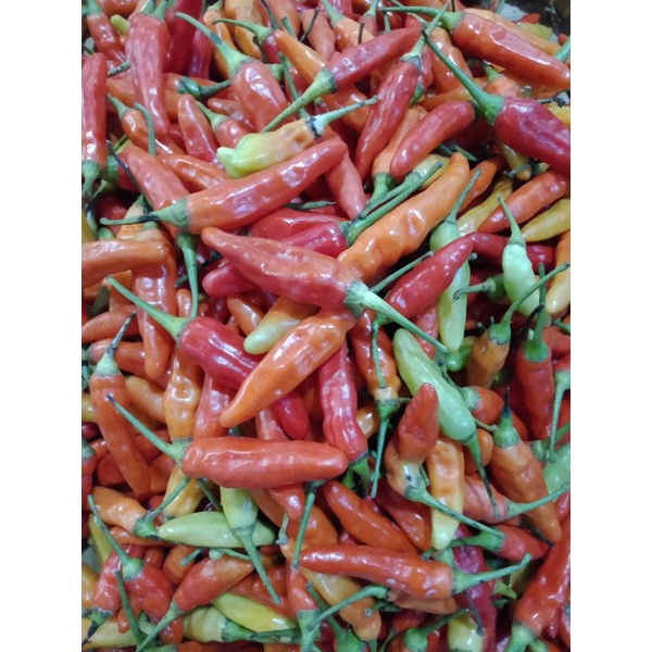 

Rawit Merah Original