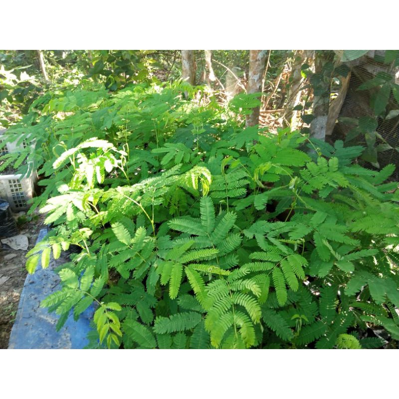 Bibit pohon sengon solomon