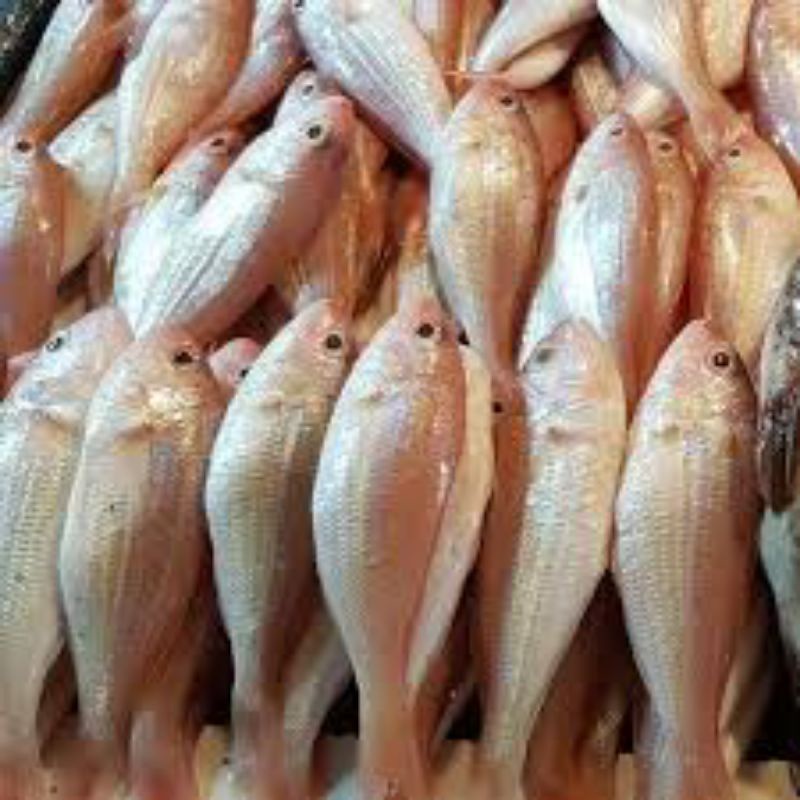 

Ikan Kurisi Segar 1kg
